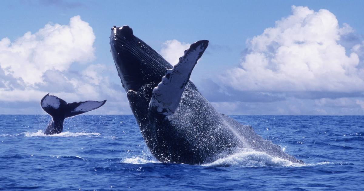 la paz ballenas